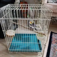 عروس هلندی سخنگو نر و ماده