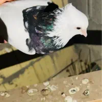 جفت کبوتر طوقی