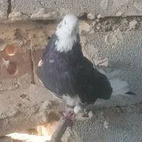 کبوترهای خالقدیم اکثرا گرگی پرش بالا|پرنده|تسوج, |دیوار