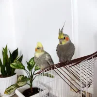 عروس هلندی، جفت