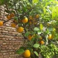 فروش پرتغال تامسون|خدمات باغبانی و درختکاری|سورک, |دیوار