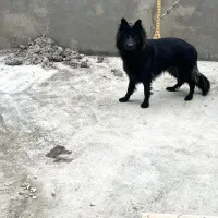 سگ ژرمن فوق العاده ببر|سگ|آمل, |دیوار