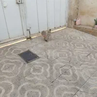 خروس ابریشمی فرانسوی|حیوانات مزرعه|هشتگرد, هشتگرد قدیم|دیوار