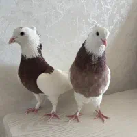 کبوتر|پرنده|مرودشت, ابوذر شمالی‎|دیوار