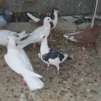 کبوتر پرشی جنگنده