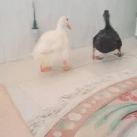 دو عدد اردک|پرنده|کوهدشت, |دیوار