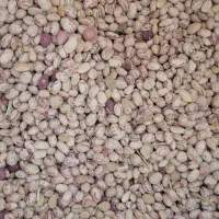 لوبیا امسال از شهرستان زمین خودمون|خوردنی و آشامیدنی|تهران, والفجر (افسریه)|دیوار
