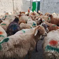 گوسفند وتوغلی نر وماده