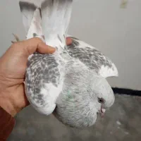 پنج عدد کبوتر گوگ اصل|پرنده|باشت, |دیوار