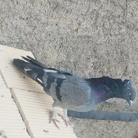 کبوتر دوبهر|پرنده|نجفآباد, یزدانشهر|دیوار