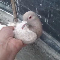 پلاکی سرکه ای اصل۵۰۰