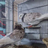 نر و ماده شازده سرور پرشی|پرنده|قم, چهل درخت|دیوار