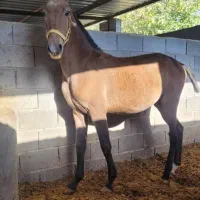 کره اسب اصیل استان فارس|اسب و تجهیزات اسب‌سواری|هشتگرد, تهران دشت|دیوار