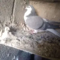 کبوتر|پرنده|کرباسک, |دیوار