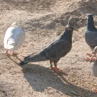 کبوتر