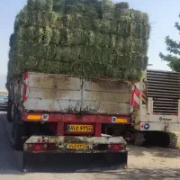 یونجه خشک انباری|عمده‌فروشی|شاهرود, |دیوار