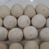 سنگ الماس یا آسیاب|کلکسیون اشیاء عتیقه|مشهد, توس (بلوار توس)|دیوار