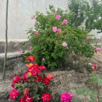 1000متر-زمین-ملکی-شاهنامه36