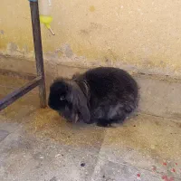 واگذاری خرگوش لپ|موش و خرگوش|پرند, فاز ۶|دیوار