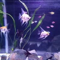 ماهی انجل کالر جوئل آکواریوم تصفیه گیاه غذا شن