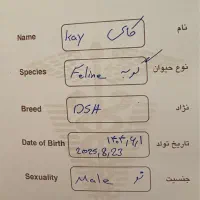 گربه|گربه|تبریز, |دیوار