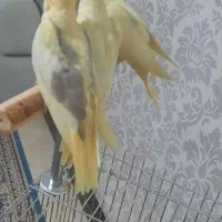 فروش عروس هلندی لوتنیو دو کت و یه کت|پرنده|اندیشه, اندیشه فاز ۱|دیوار