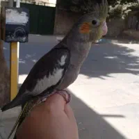 جوجه عروس هلندی