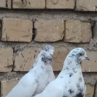 کبوتر غریب گیری
