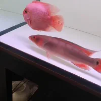 رد پایک اتاباپو|ماهی|مشکین‌دشت, |دیوار