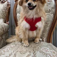 سگ پامر روباهی|سگ|سبزوار, رباط|دیوار