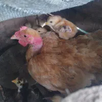جوجه مرغ همراه با مادر