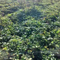 باغبانی|خدمات باغبانی و درختکاری|خان ببین, |دیوار