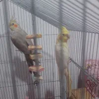 فروش فقط به علت نرسیدن|پرنده|گرمسار, |دیوار