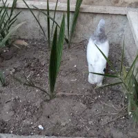کبوتر کله الماسی پاک و یک عدد کبوتر سفید ساده