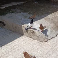 فروشی سینه سیاه و سبز