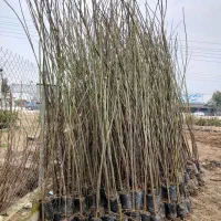 فروش زیتون(سنجد) تلخ