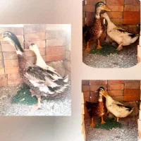 جفت اردک تخم گذار