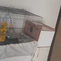 یه جفت عروس هلندی