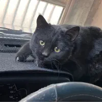 واگذار گربه|گربه|شهرکرد, |دیوار