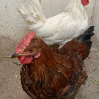 مرغ و‌خروس