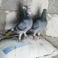 قره ونکی