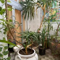 فروش گل|گل و گیاه طبیعی|مبارکه, |دیوار