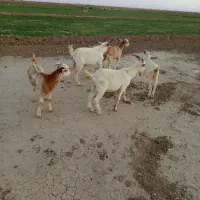 درعی|حیوانات مزرعه|درح, |دیوار