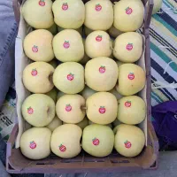 سیب درختی درجه ممتاز