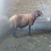 قوچ‌غزل|حیوانات مزرعه|نهاوند, |دیوار