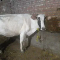 گاو  جوان|حیوانات مزرعه|هریس, |دیوار