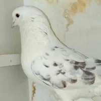 کبوتر فروشی