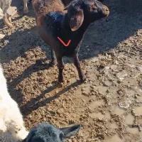 ۳راس کاور آبستن. میش.  قوچ . بز|حیوانات مزرعه|تربت جام, میان جام|دیوار