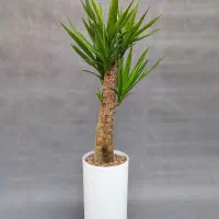 نخل یوکا، ۷۵ درصد تخفیف/ بدون گلدان