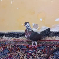 چپ دم افغان  افشون ماده